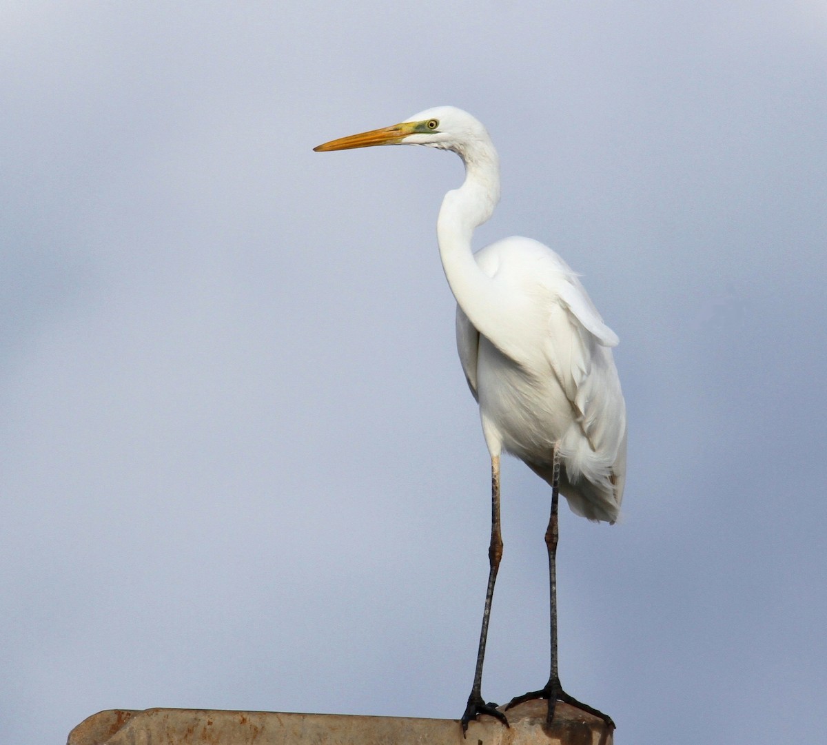 Great Egret - ML613132744