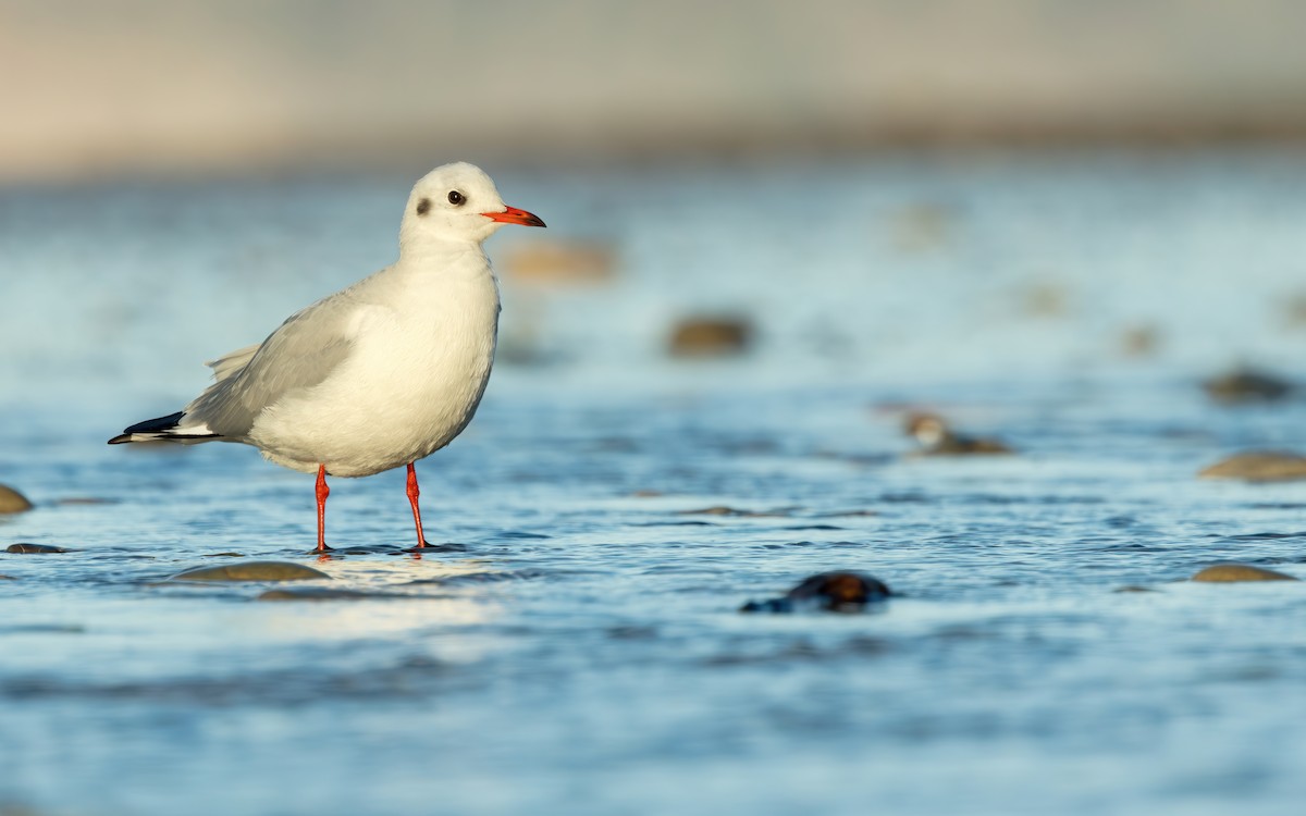 Black-headed Gull - Connor Cochrane