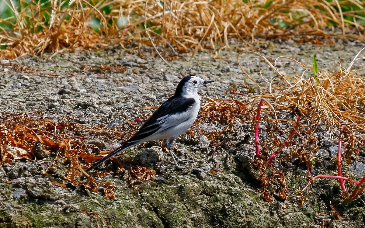 White Wagtail (Chinese) - ML613132778