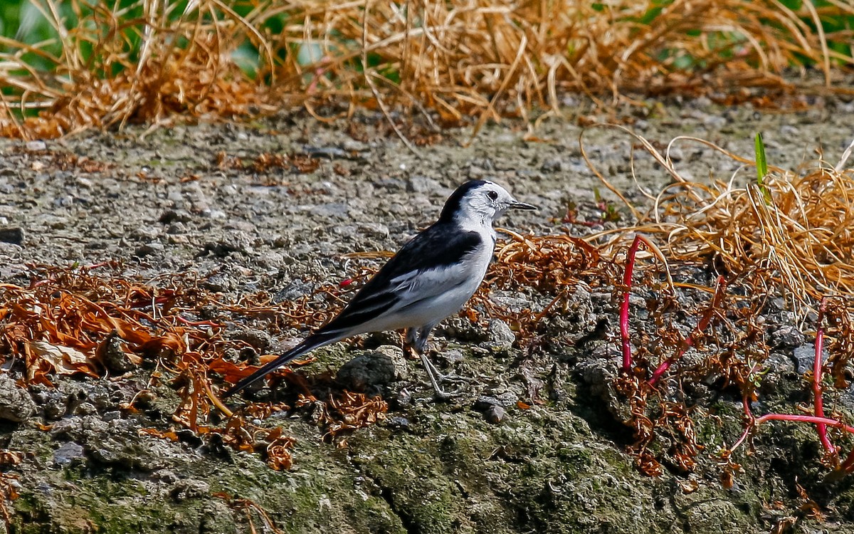 White Wagtail (Chinese) - ML613132780