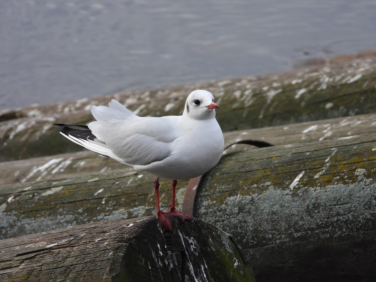 Black-headed Gull - ML613132813