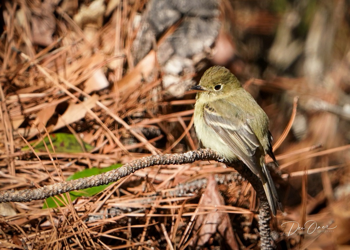 Western Flycatcher - ML613132820