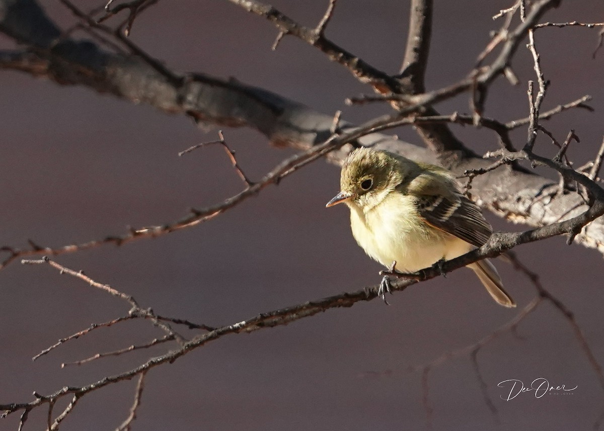 Western Flycatcher - ML613132824