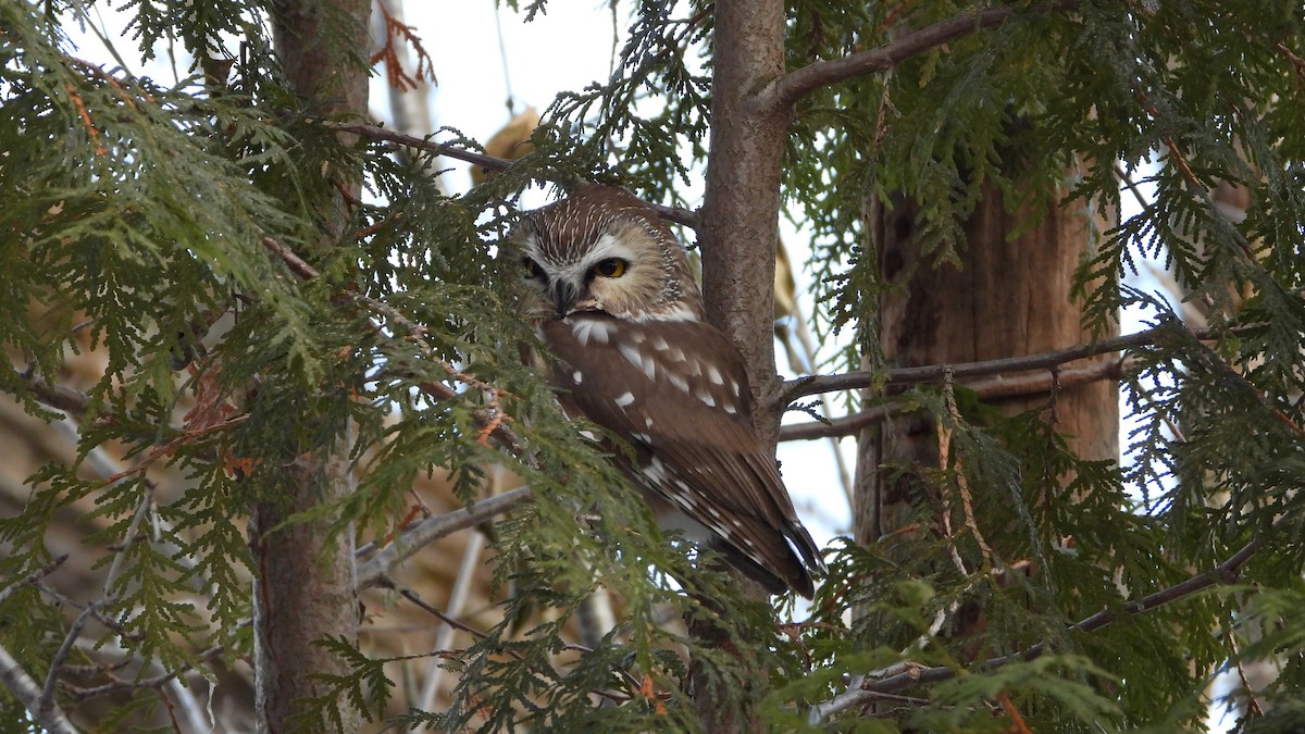 Northern Saw-whet Owl - ML613132844