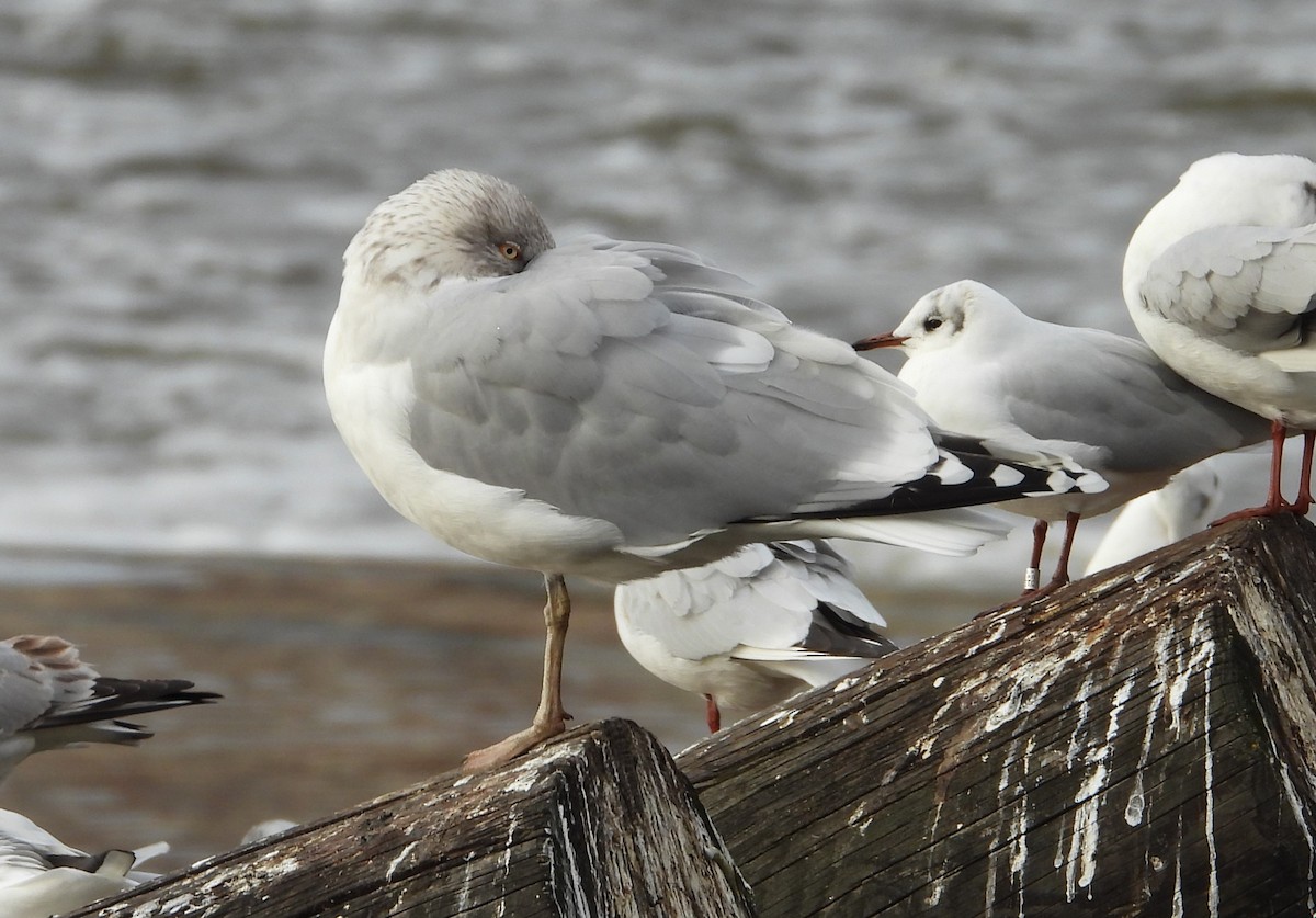 Herring Gull - ML613132859