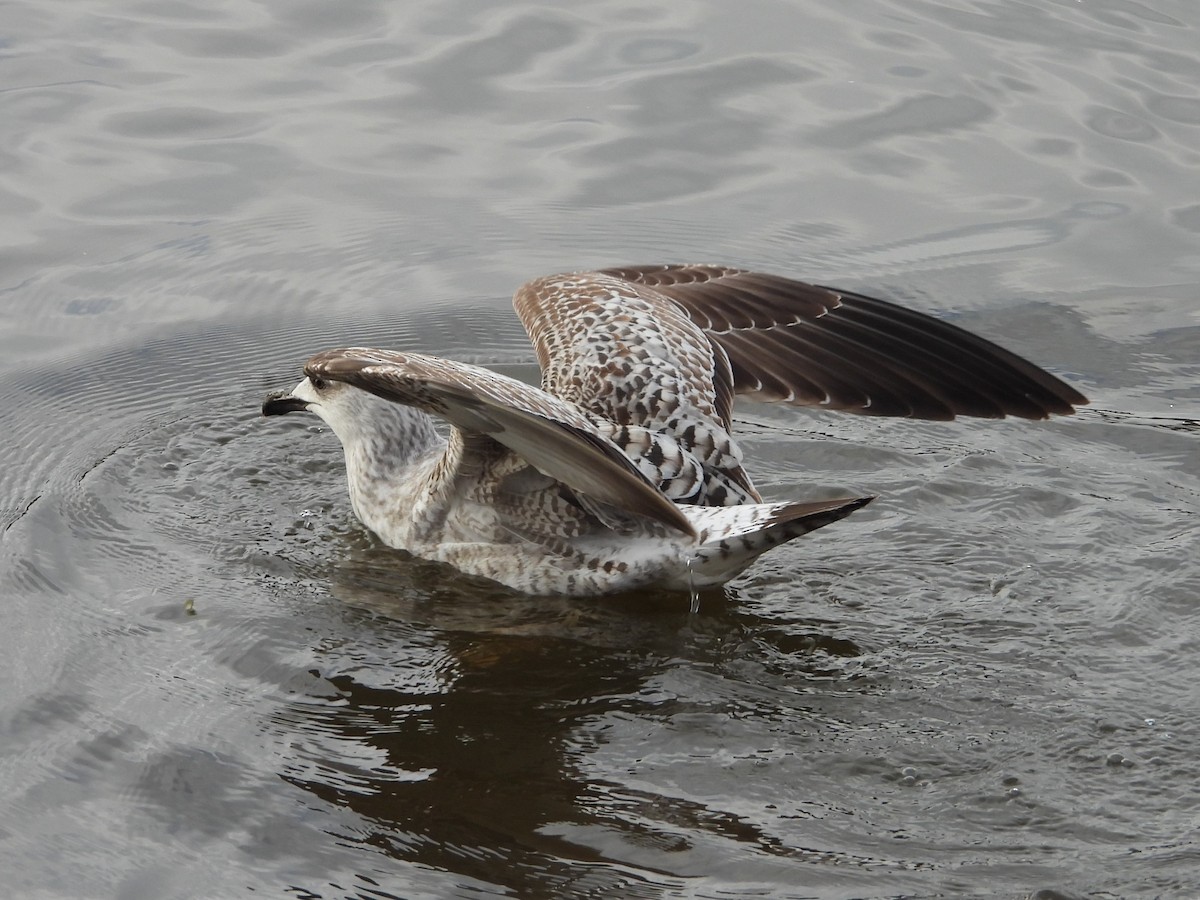 Yellow-legged Gull - ML613132867