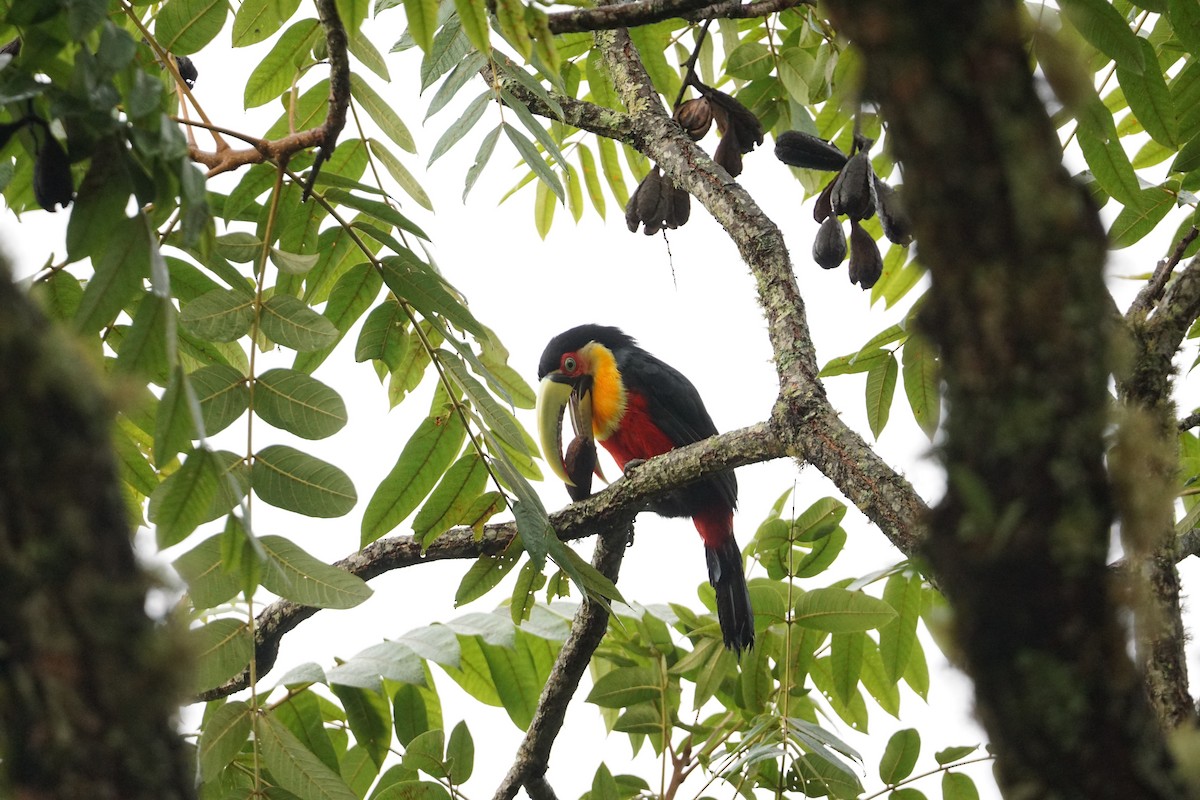 Red-breasted Toucan - ML613132909