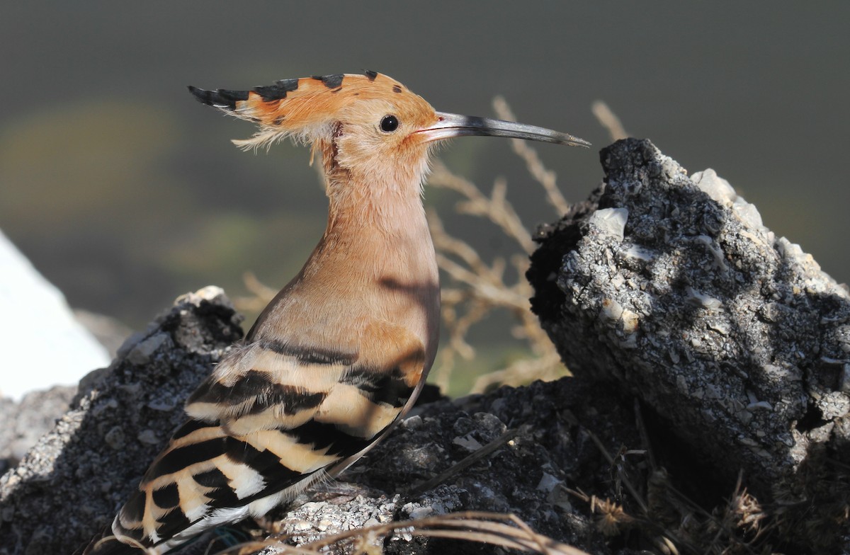 Eurasian Hoopoe - ML613132911