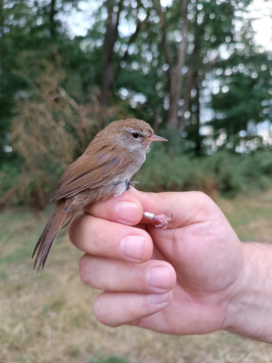 Cetti's Warbler - ML613132942