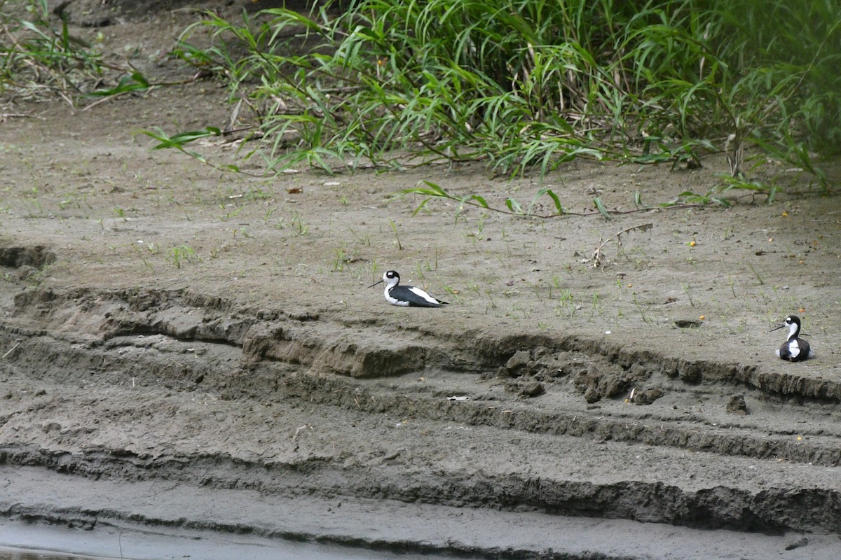 Black-necked Stilt - ML613132960