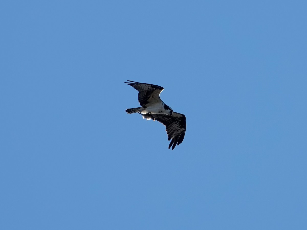 Balbuzard pêcheur - ML613133003