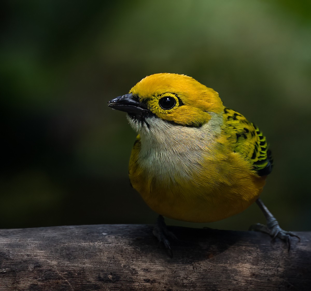 Silver-throated Tanager - Jane Hurst