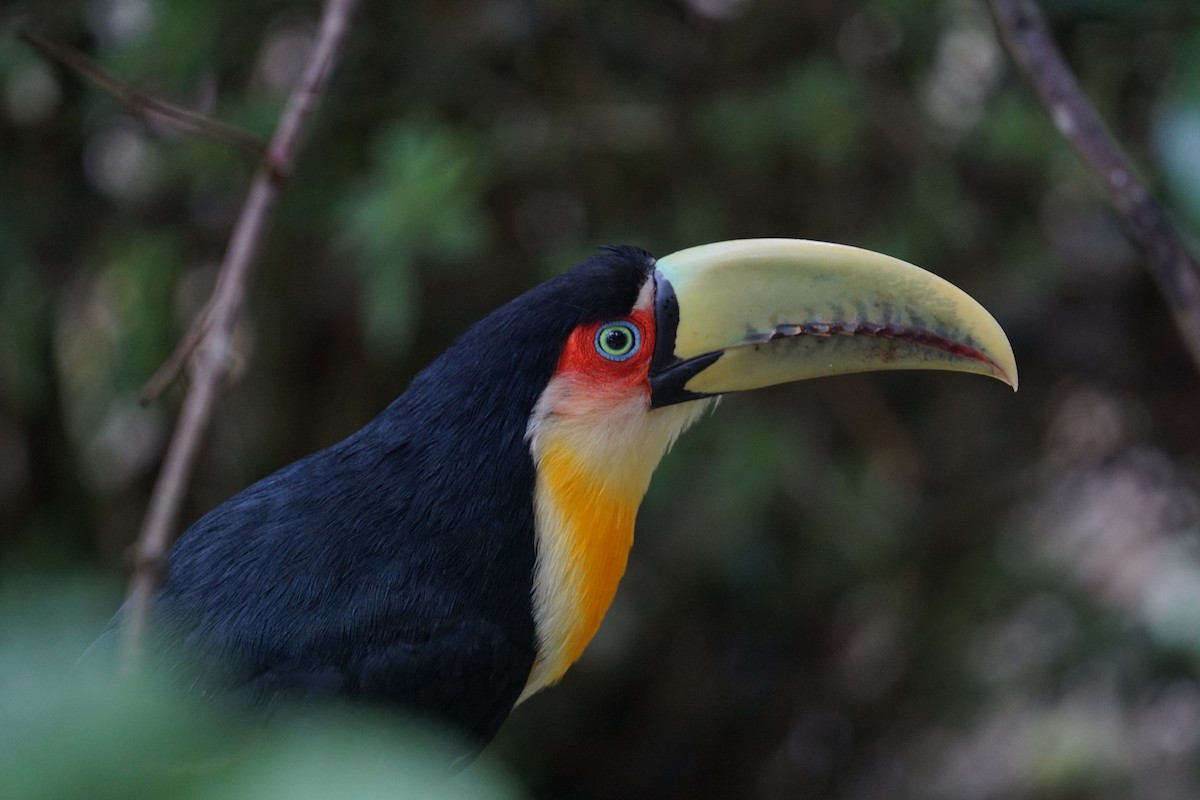 Red-breasted Toucan - ML613133073