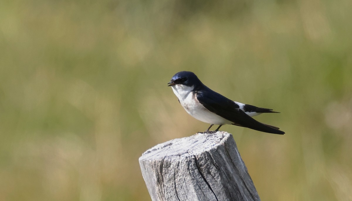 Chilean Swallow - ML613133135