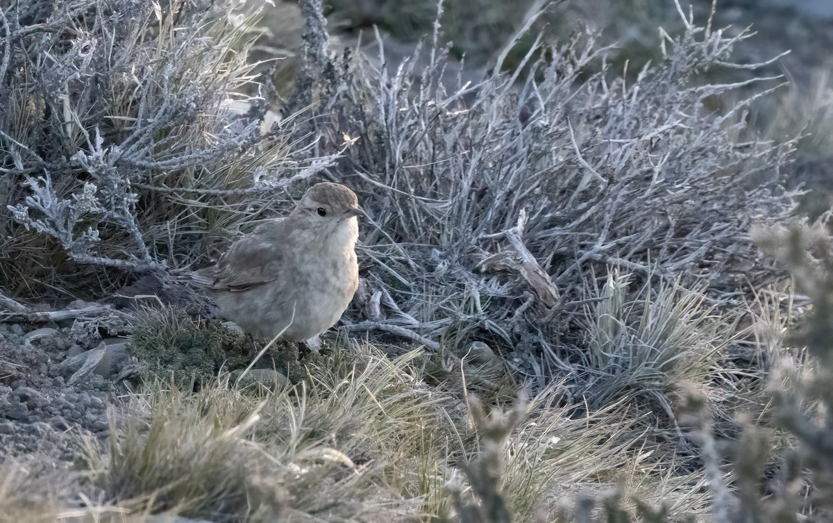 Short-billed Miner - ML613133155