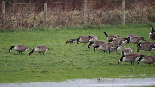 Lesser White-fronted Goose - ML613133204