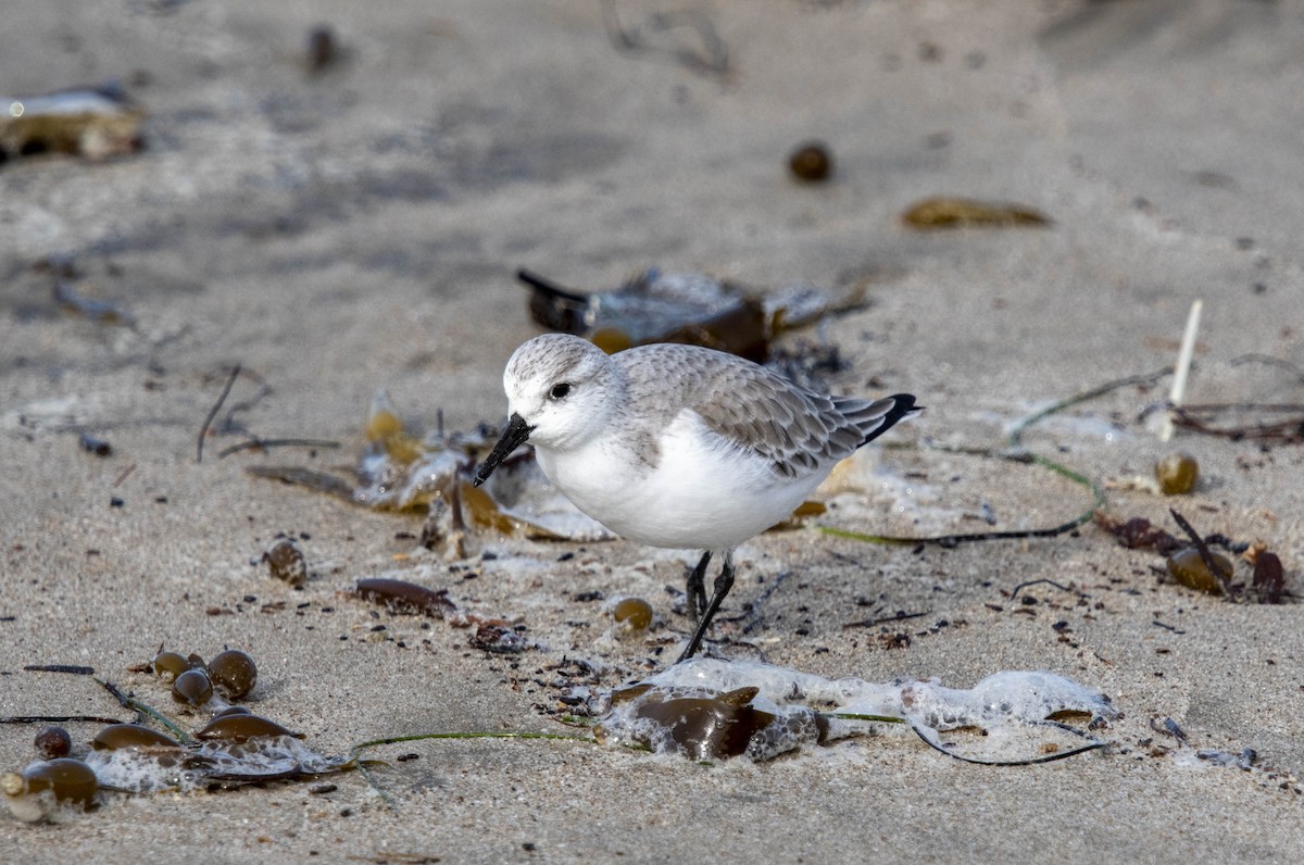 Bécasseau sanderling - ML613133208