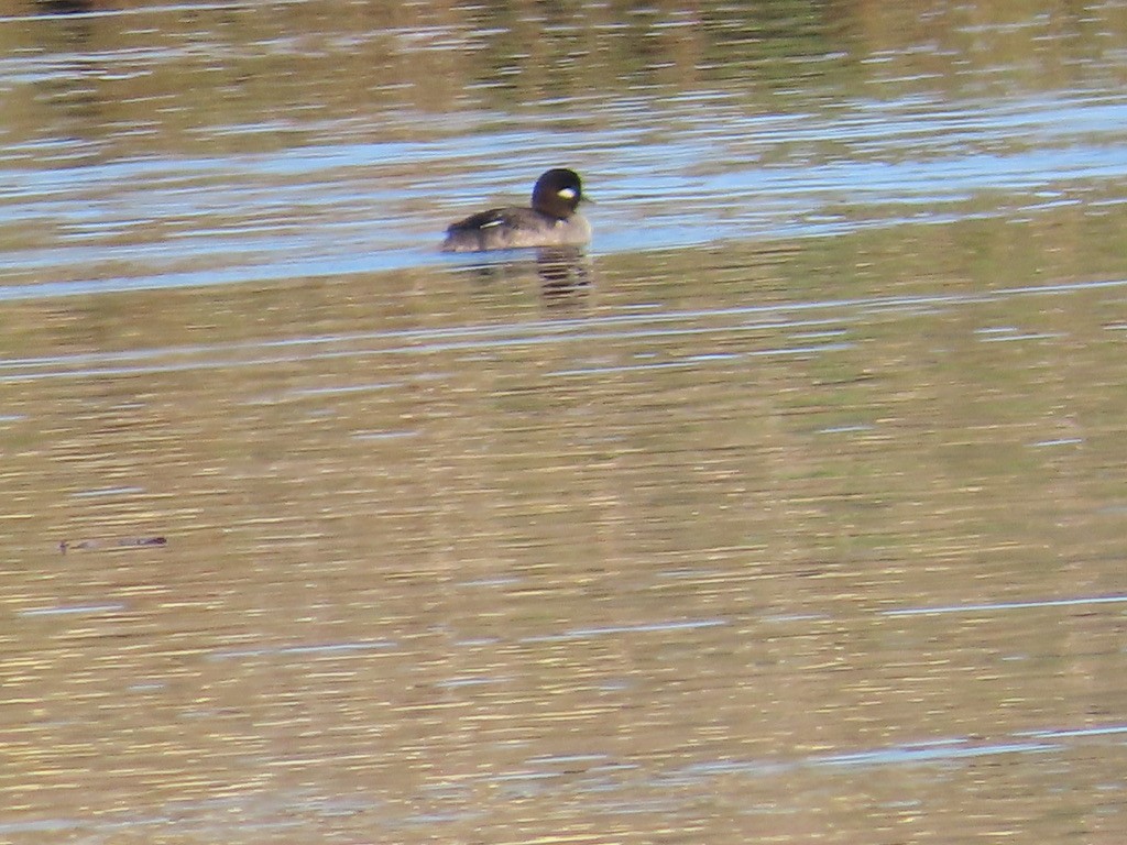 Bufflehead - ML613133224