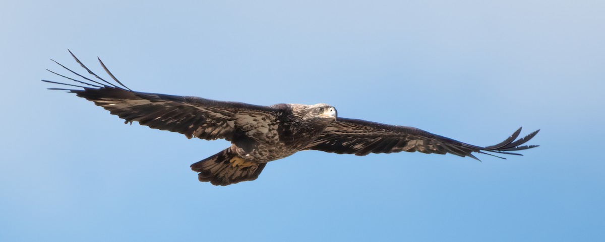 Bald Eagle - ML613133280
