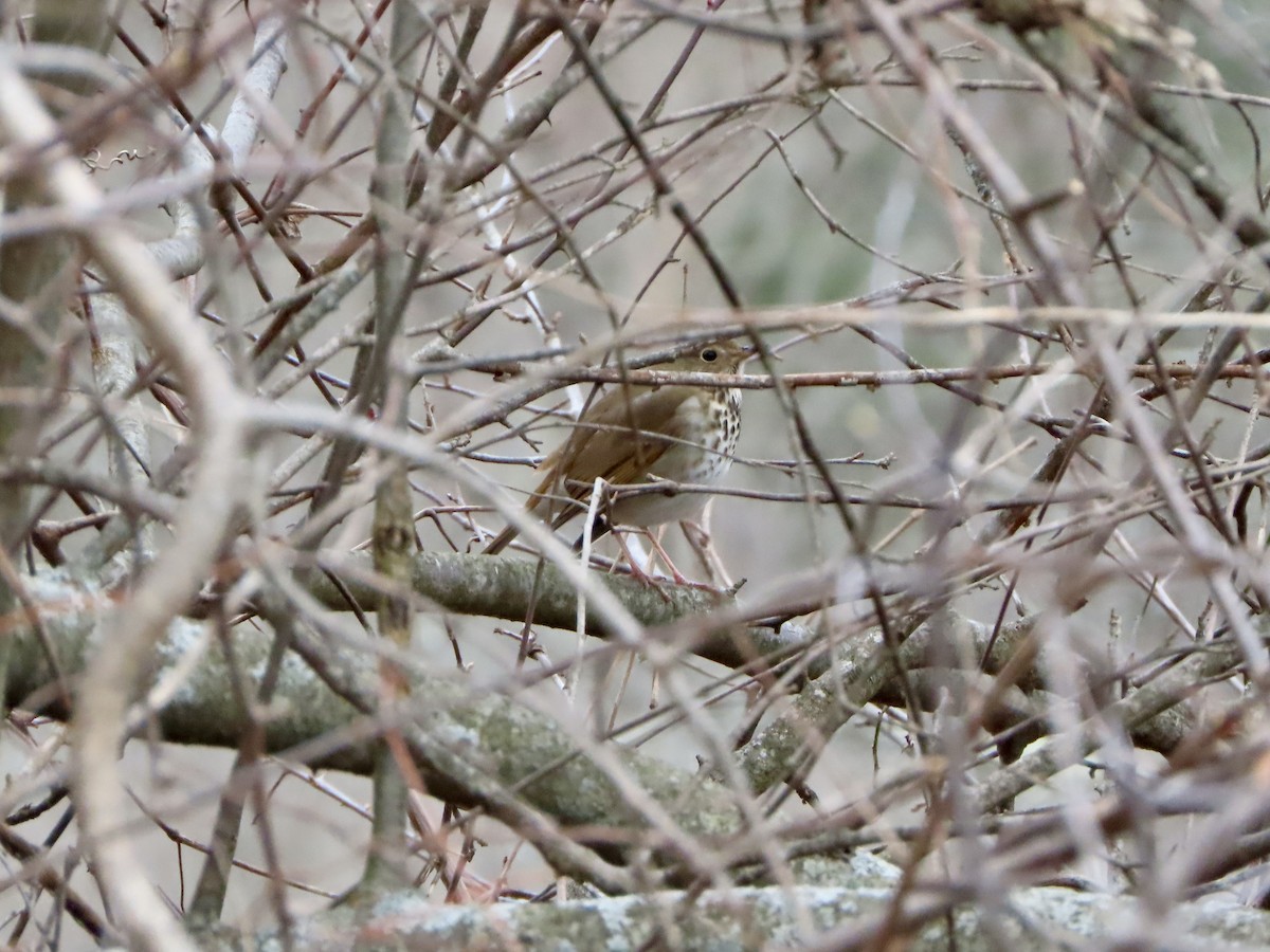 Hermit Thrush - ML613133284