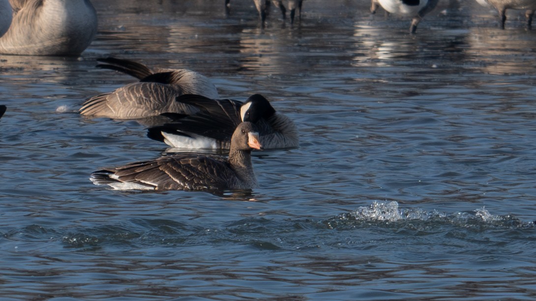 Greater White-fronted Goose - ML613133295