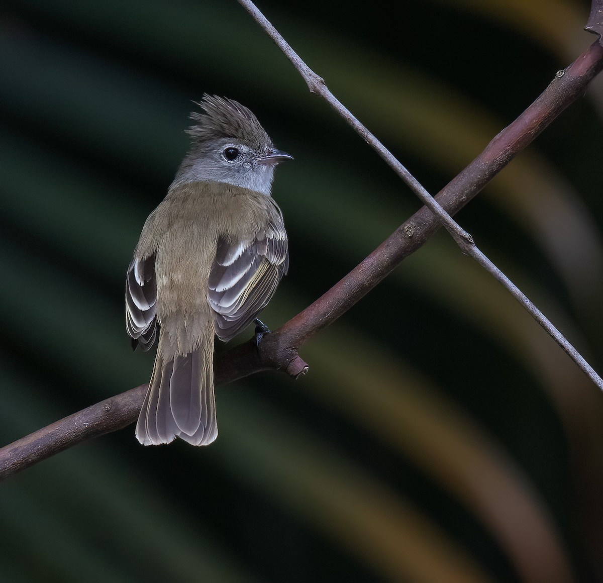 Yellow-bellied Elaenia - ML613133332