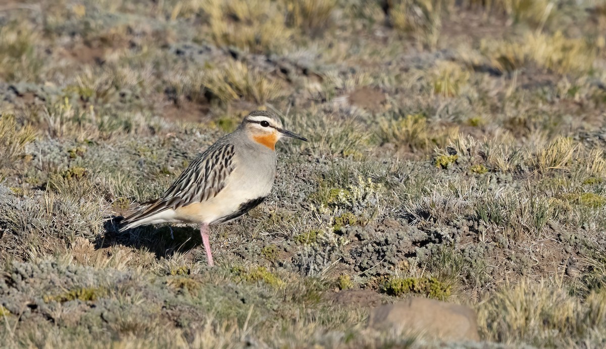 Tawny-throated Dotterel - ML613133340