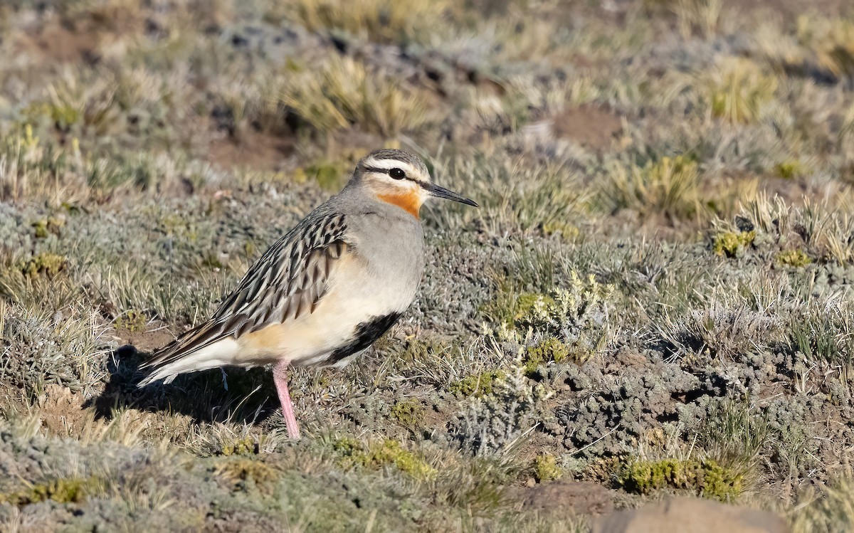 Tawny-throated Dotterel - ML613133345