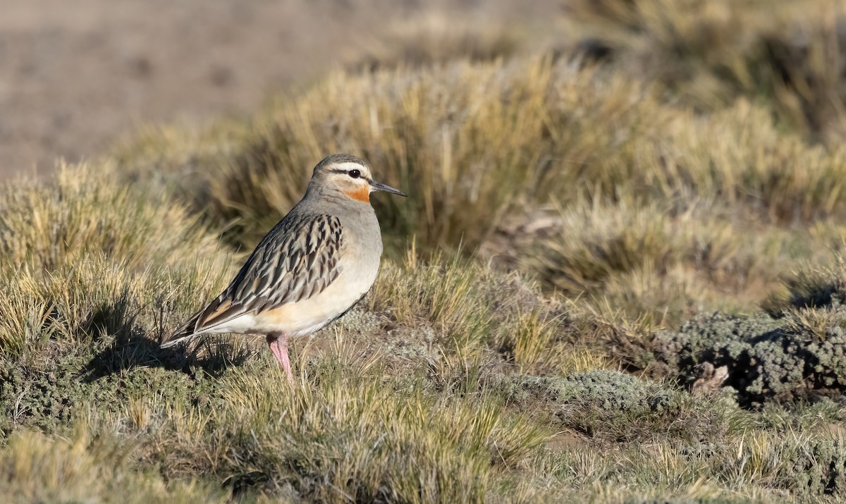 Tawny-throated Dotterel - ML613133346