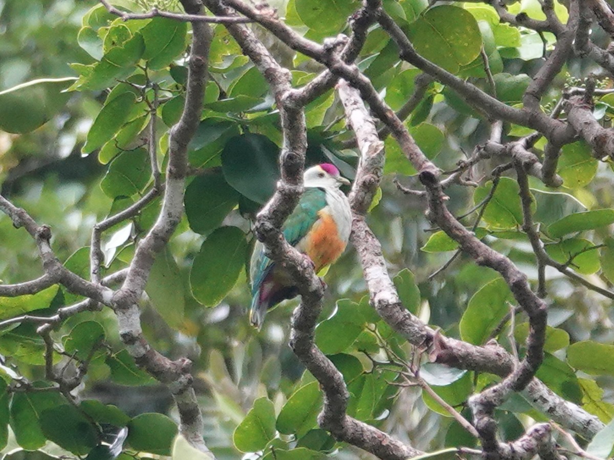 Палауский фруктовый голубь - ML613133401