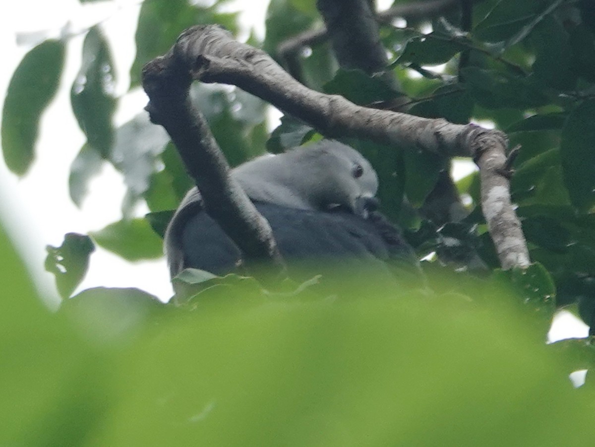 Микронезийский плодовый голубь - ML613133408