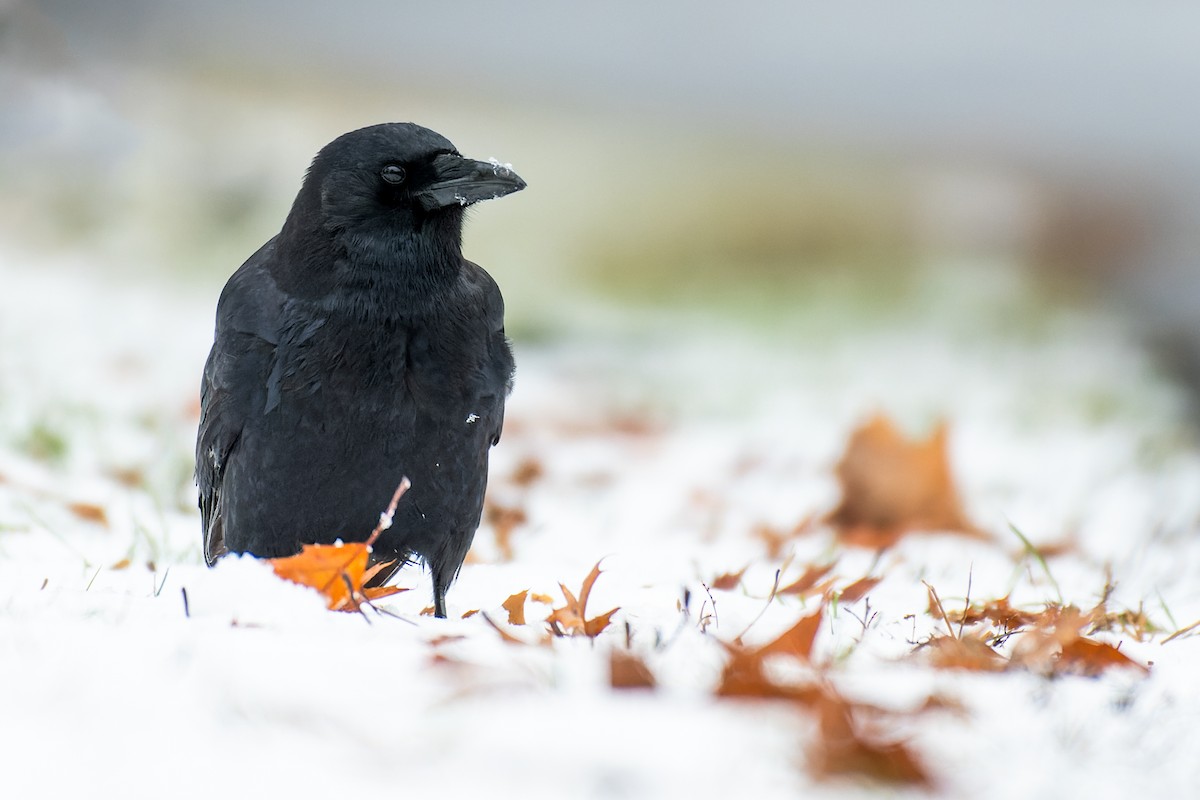 American Crow - ML613133413