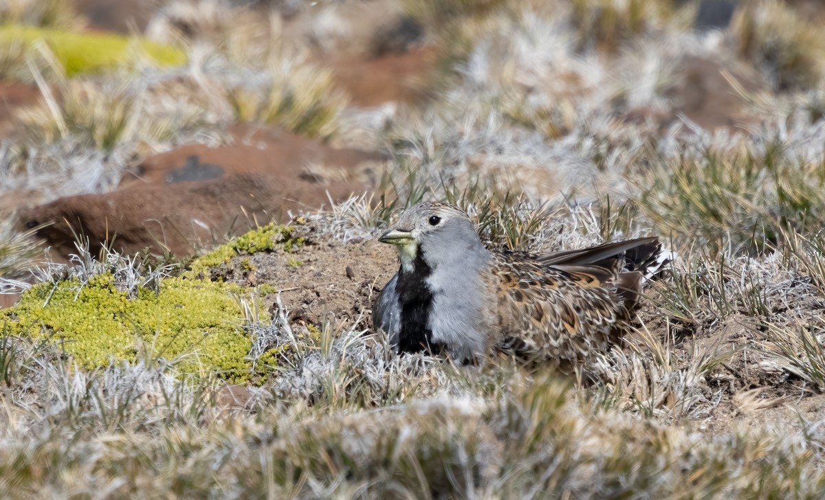 Least Seedsnipe - ML613133486