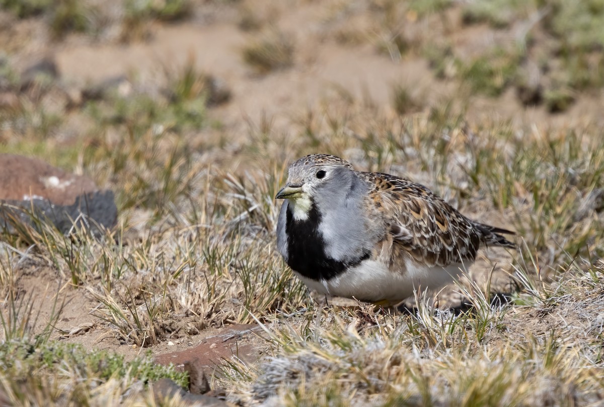 Least Seedsnipe - ML613133526