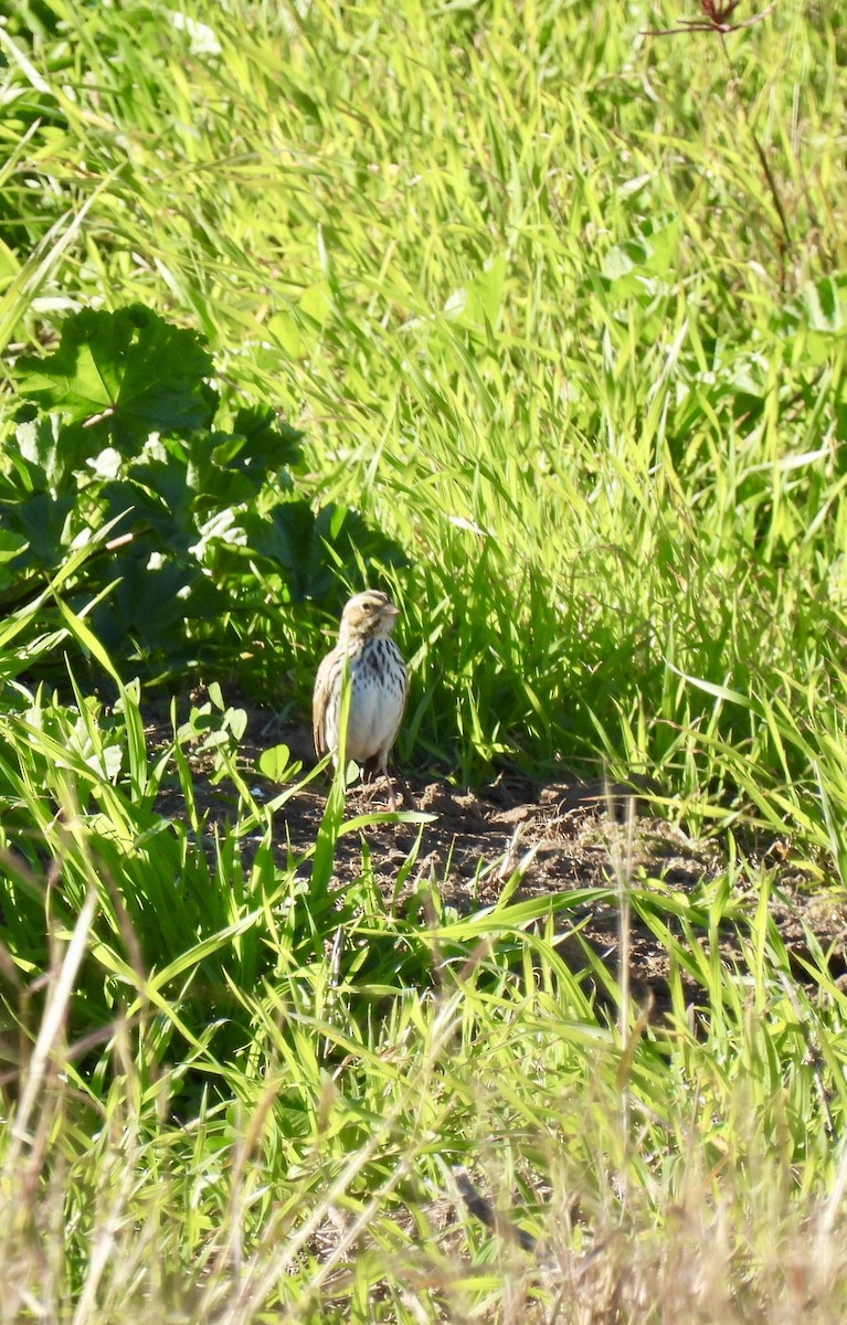 Savannah Sparrow - ML613133534