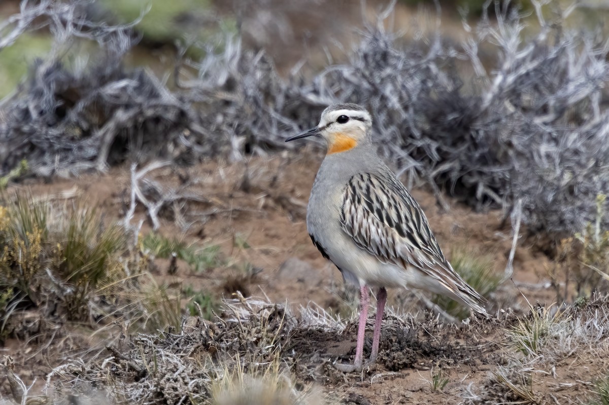 Tawny-throated Dotterel - ML613133563