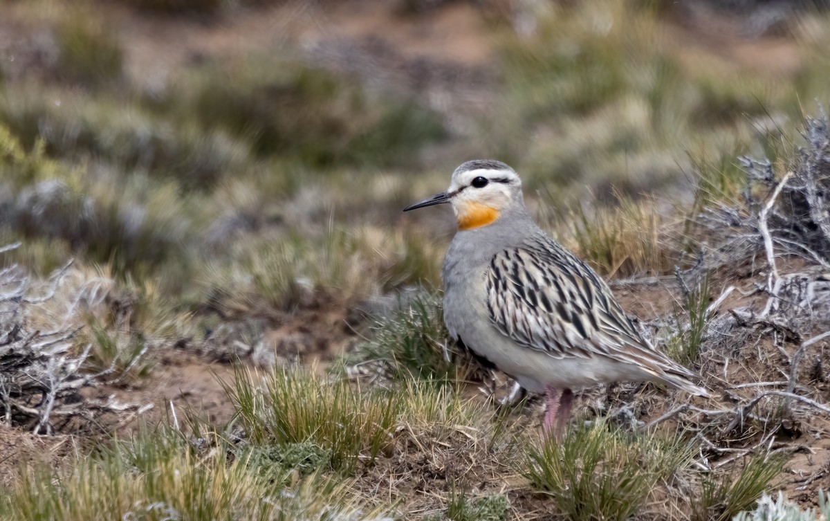 Tawny-throated Dotterel - ML613133565