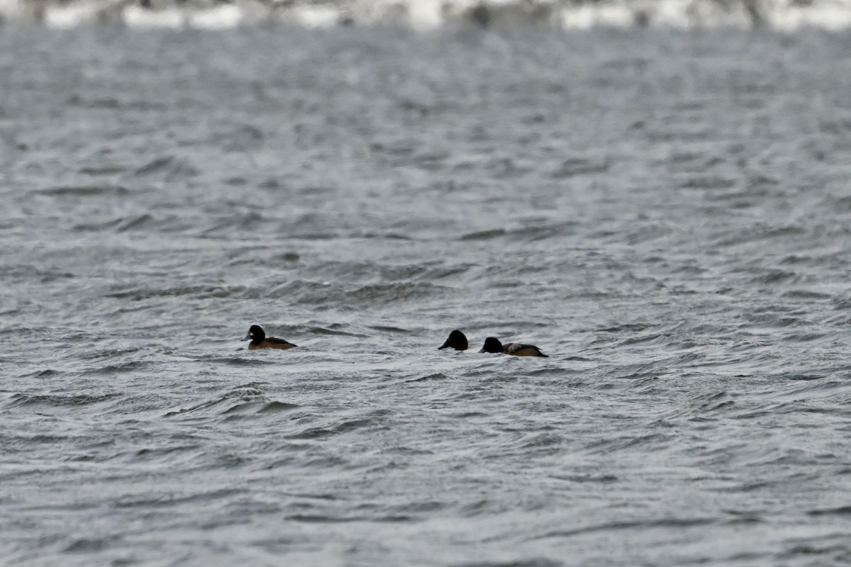 Canvasback - Pierre Normand