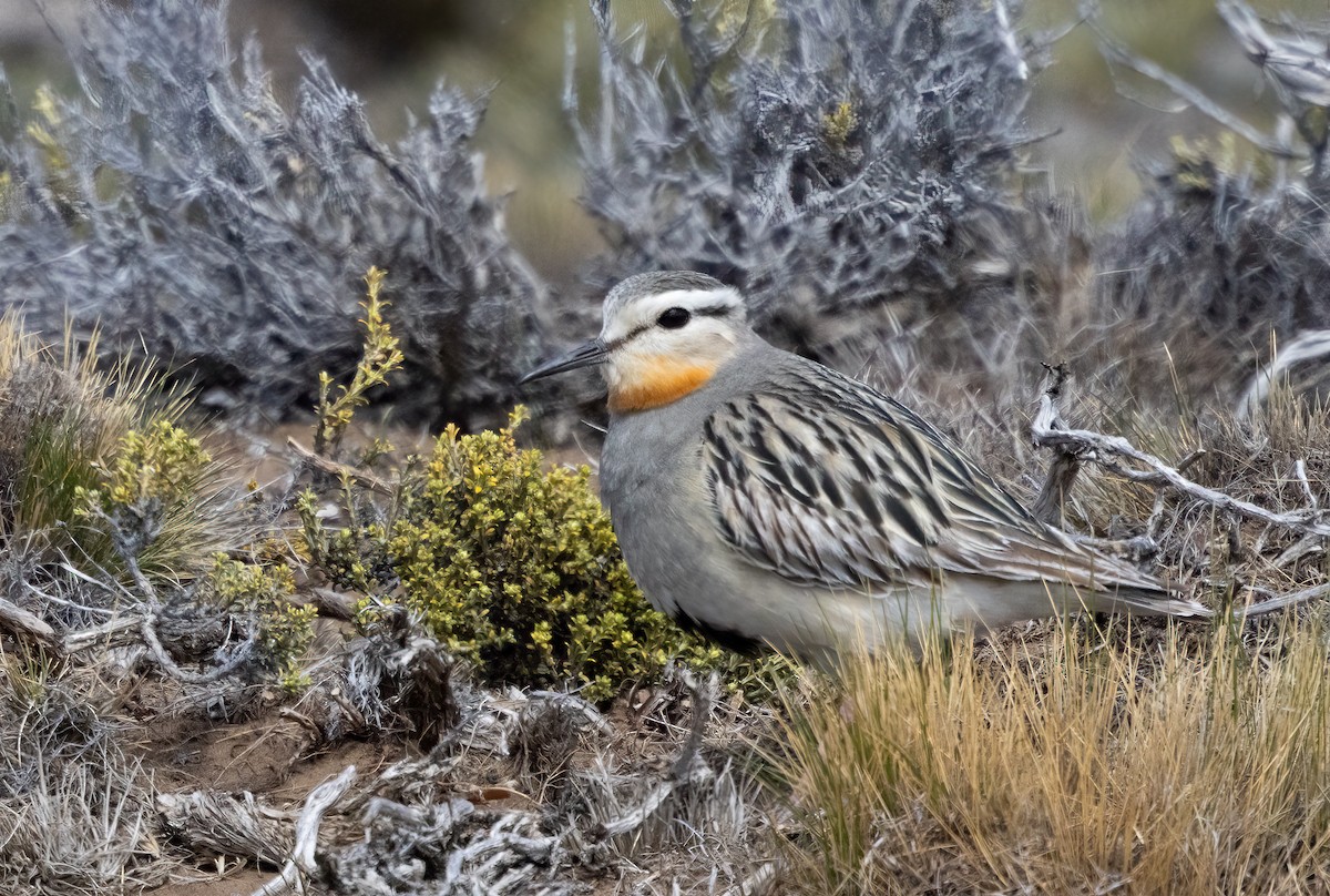 Tawny-throated Dotterel - ML613133569