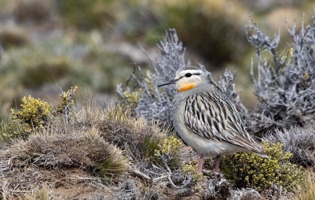 Tawny-throated Dotterel - ML613133571