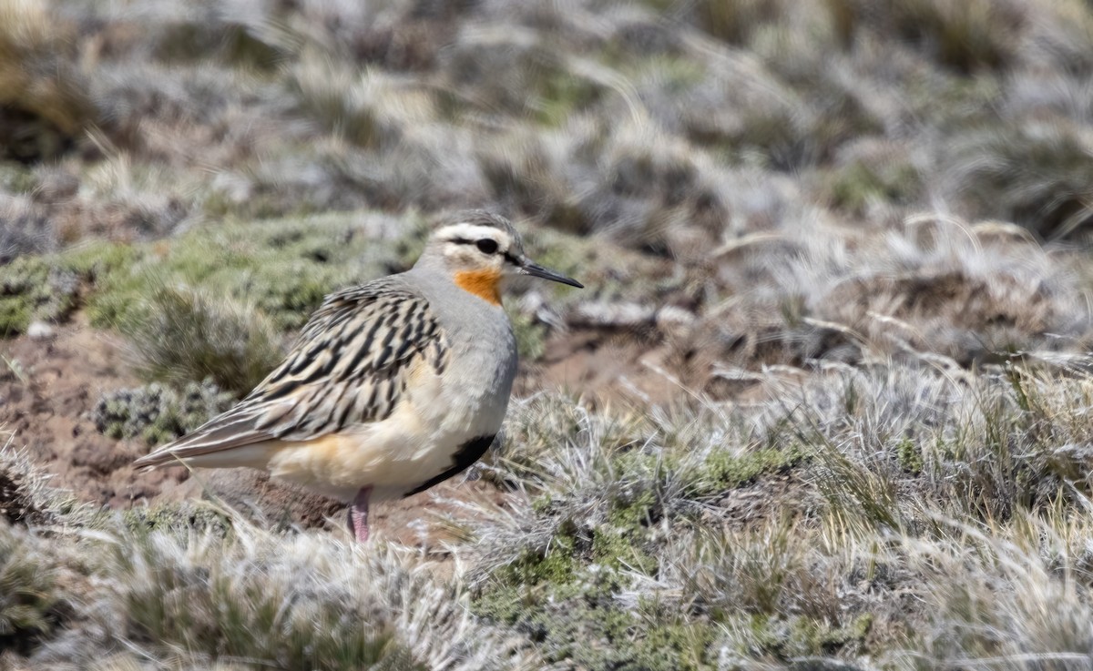 Tawny-throated Dotterel - ML613133576