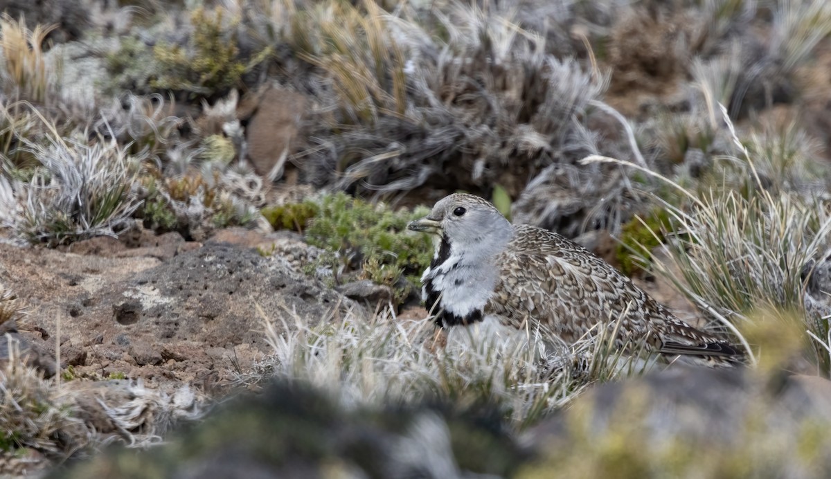 Thinocore de Patagonie - ML613133656