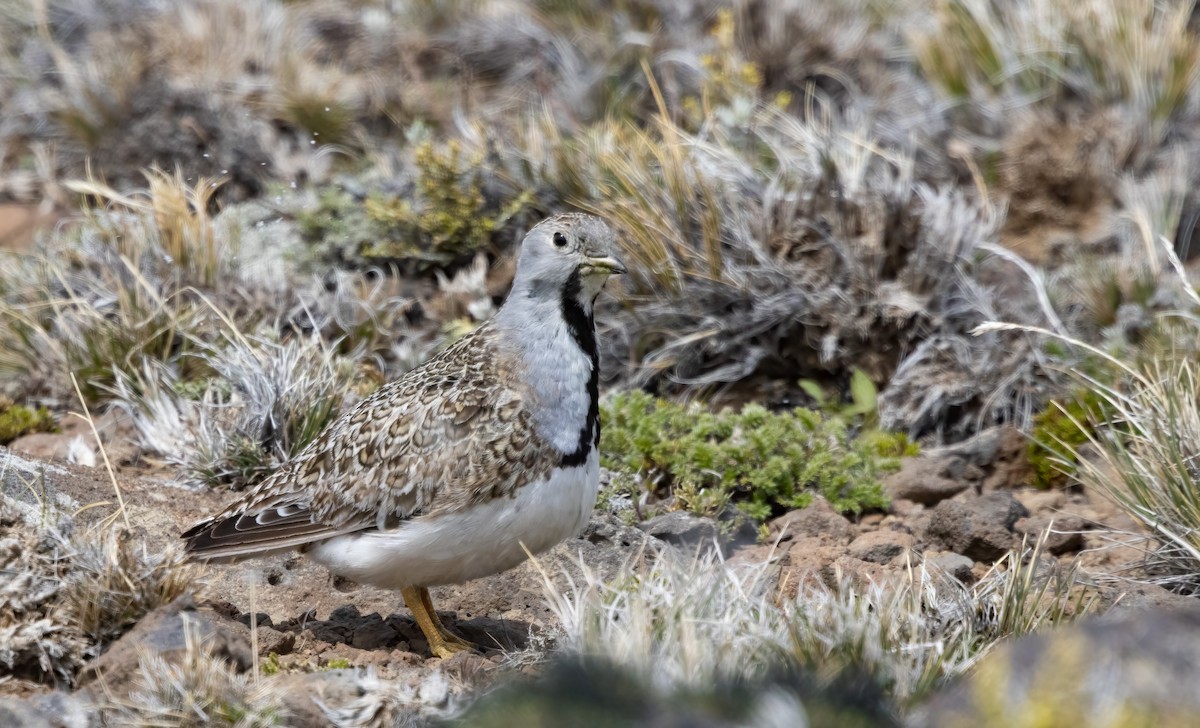 Least Seedsnipe - ML613133663