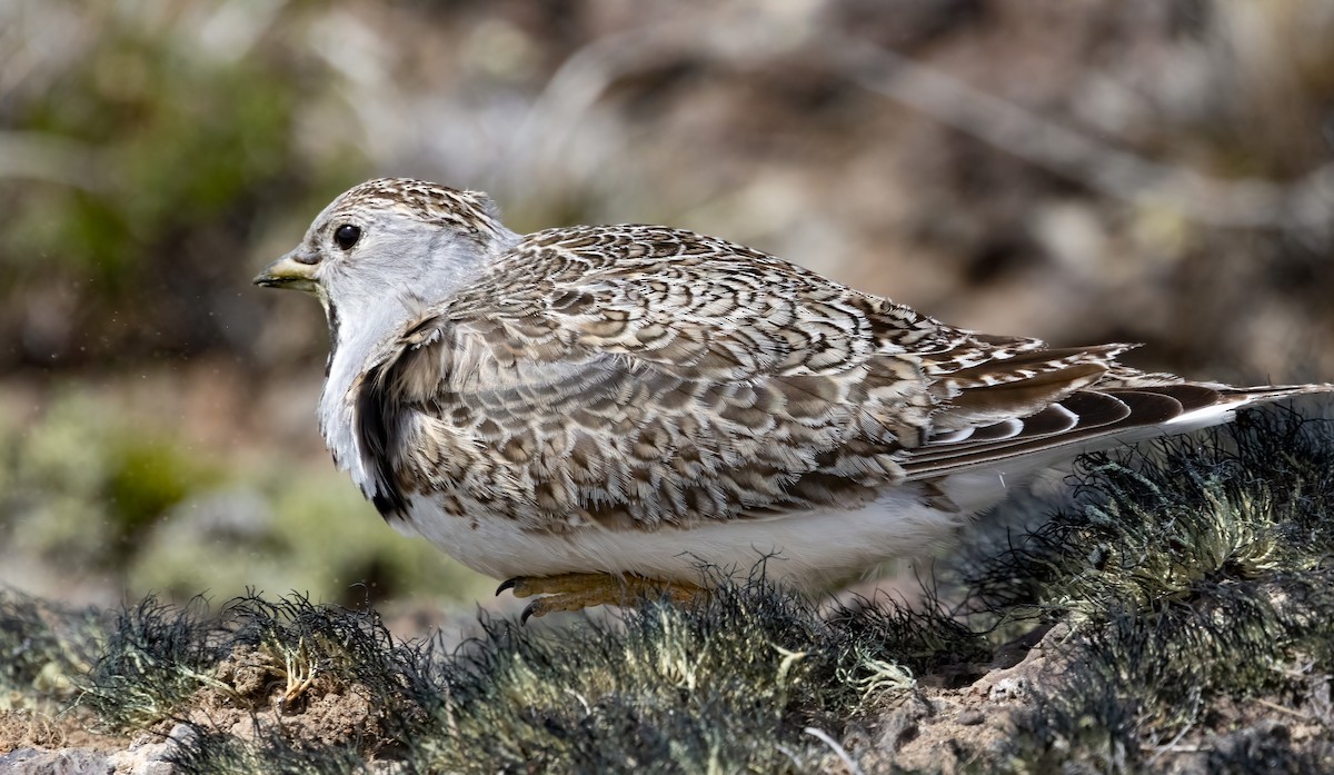 Least Seedsnipe - Chris Jones