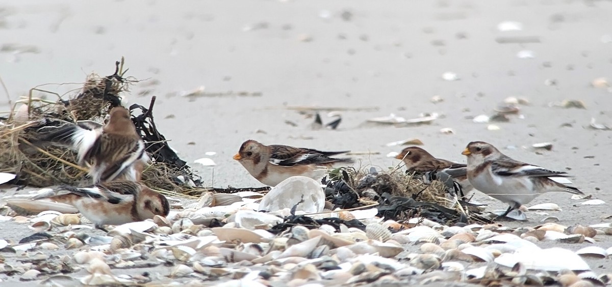 Цасч хөмрөг - ML613133723