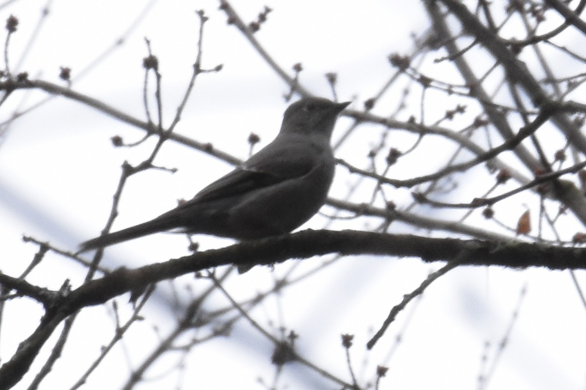 Townsend's Solitaire - Geoffrey Clarke