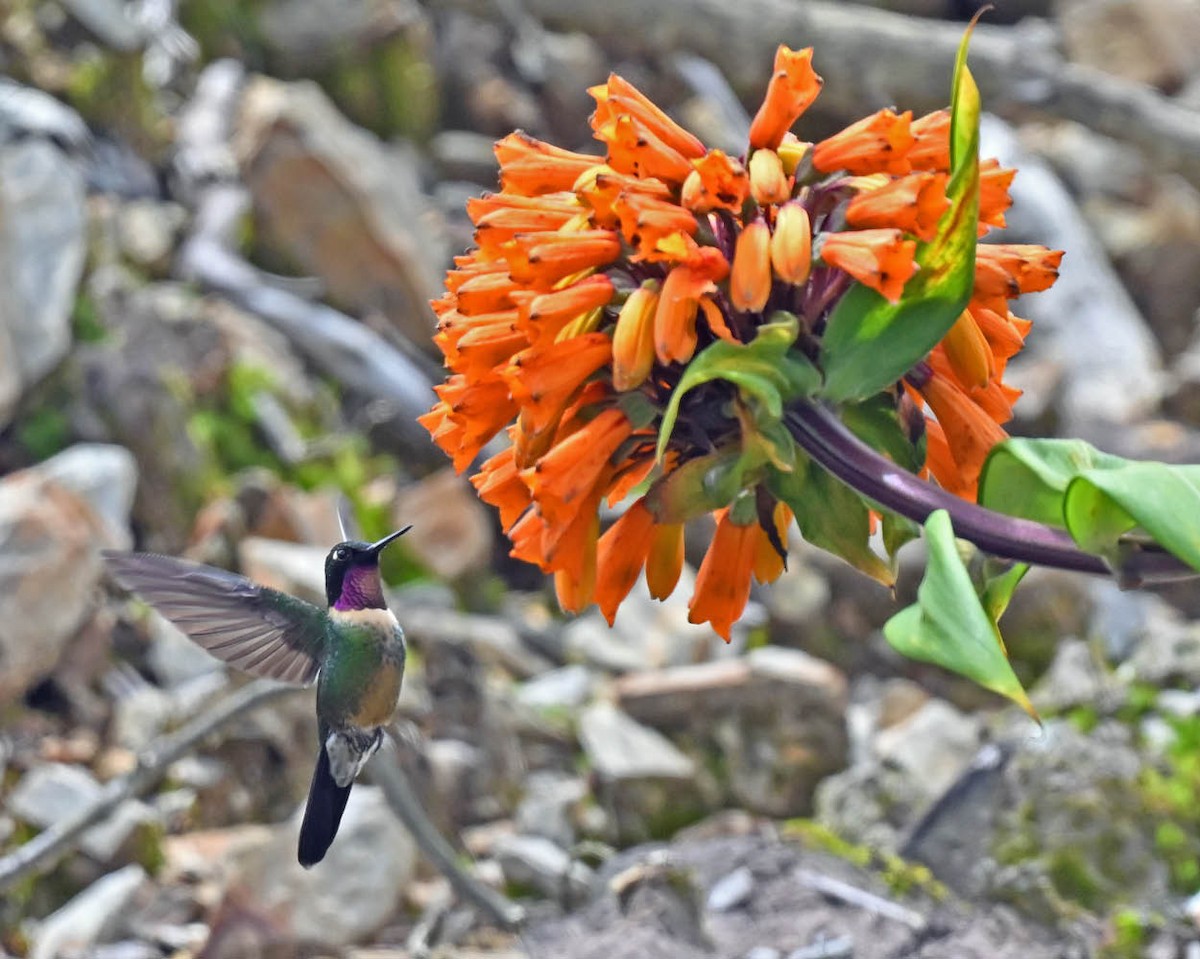 kolibřík sluneční - ML613133969