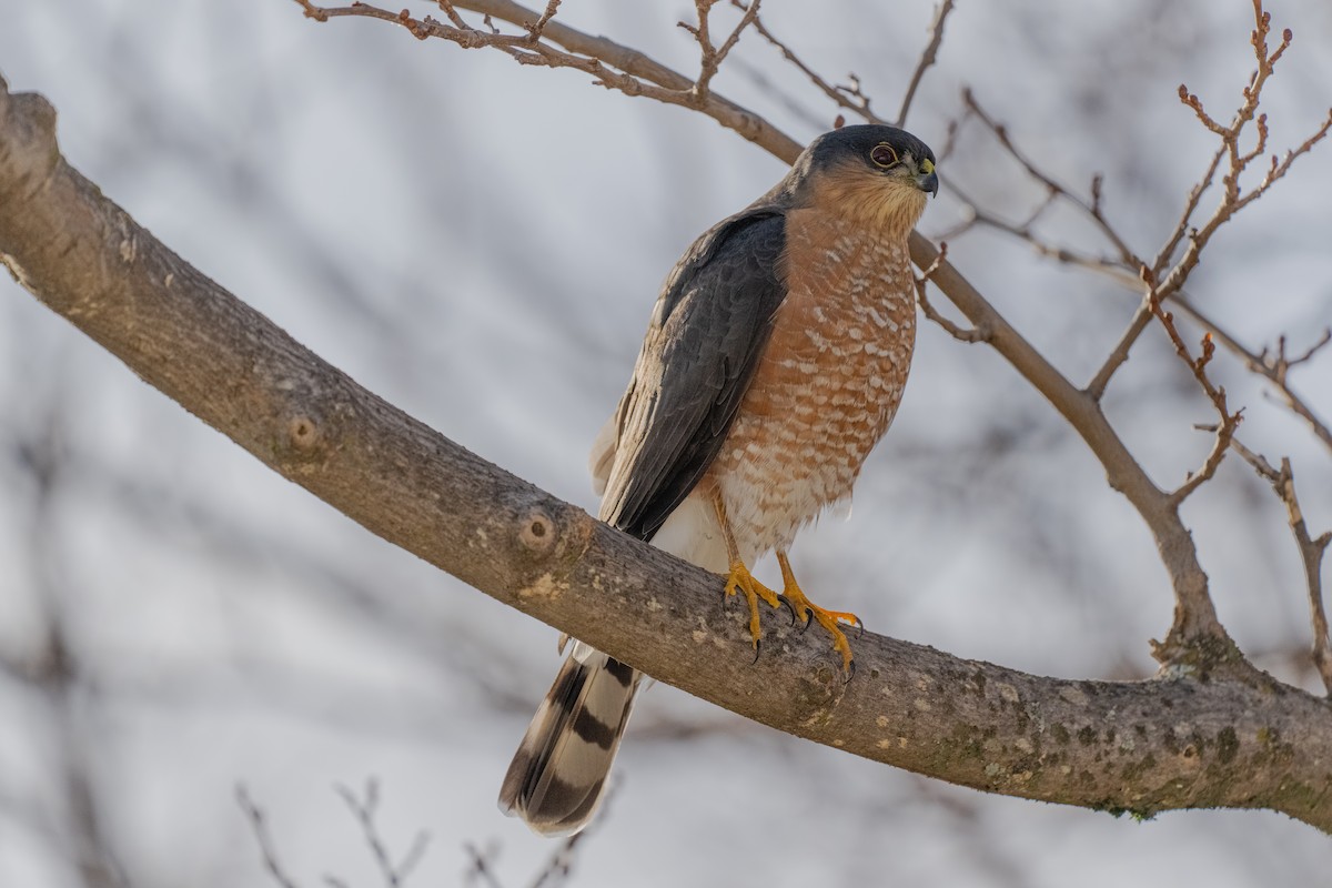 Sharp-shinned Hawk - ML613134008