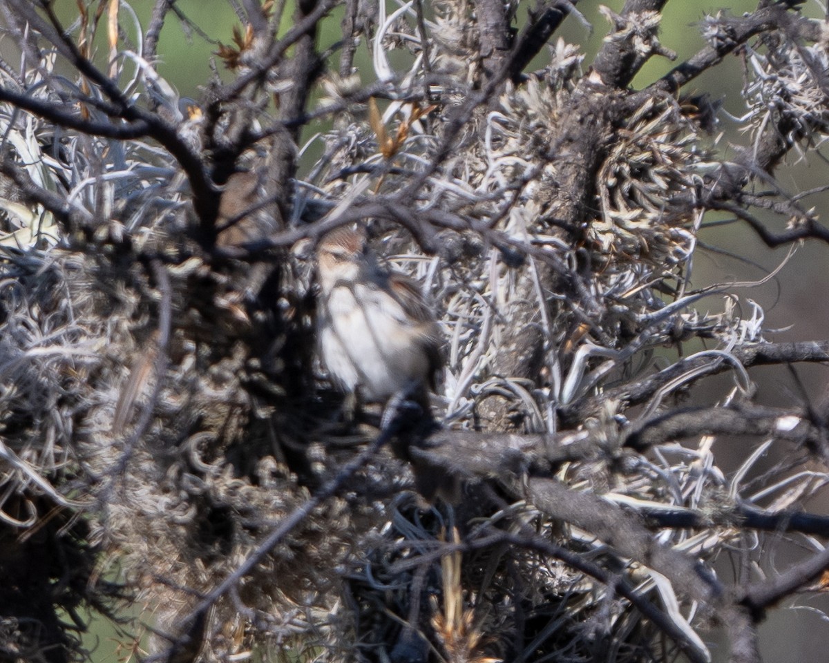 Streak-fronted Thornbird - ML613134112