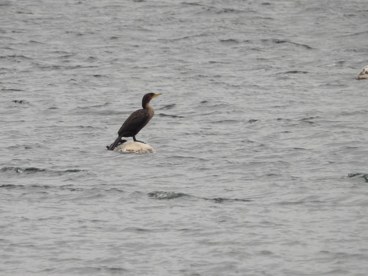 Double-crested Cormorant - ML613134117